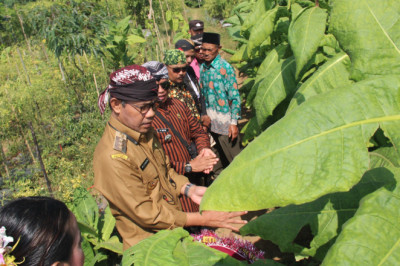 Petani Gunung Prau Gelar Wiwit Panen Mbako