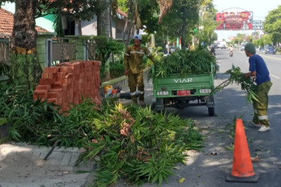 Antisipasi Pohon Tumbang, Pemkab Rembang Mulai Pangkas Pohon Pinggir Jalan