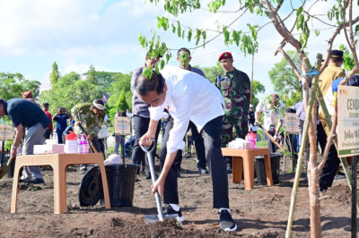 Lestarikan Tanaman Endemik NTT, Presiden Jokowi Tanam Pohon Cendana
