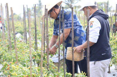 Panen Bersama Petani, Nana Optimistis Harga Cabai akan Turun