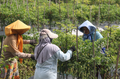 Harga Cabai di Temanggung Berangsur Turun