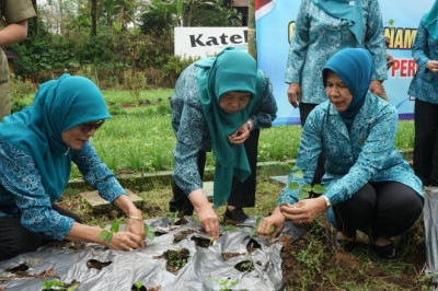 TP PKK Purbalingga Tanam 1.500 Bibit Cabai