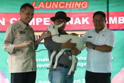 Panen “Cempe”, Jateng Sokong Kebutuhan Daging Nasional