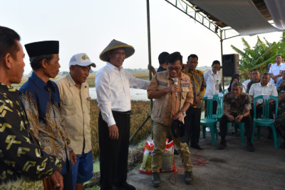 Tinjau Pertanian di Kendal, Mentan Minta Bulog Serap Gabah Petani Terdampak Banjir