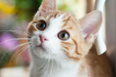 200 Ide Nama Kucing Lucu yang Bagus dan Unik