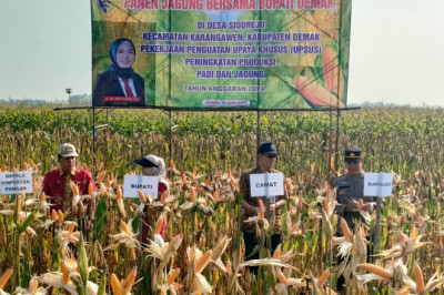 Pemkab Demak Terus Berupaya Jaga Stabilitas Harga Jagung