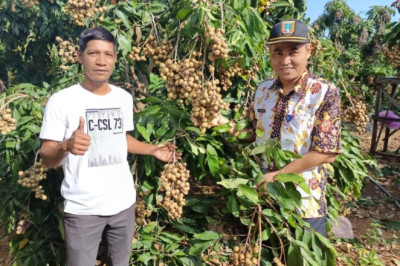 Berawal dari Ayam Tetangga, Abdul Romad Berhasil Budidaya Kelengkeng