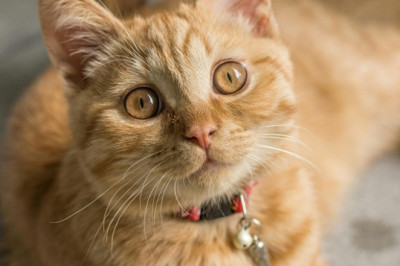 Ciri Ciri Kucing Hamil dari Fisik hingga Tingkah Laku