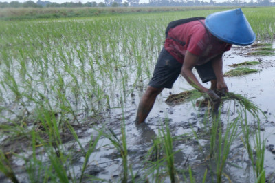 Padi Biosalin Siap Pindah Tanam, Jadi Upaya Tingkatkan Ketahanan Pangan Kota Semarang