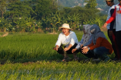 Mbak Ita Berharap Padi Biosalin Bisa Beri Kesejahteraan Masyarakat Pesisir