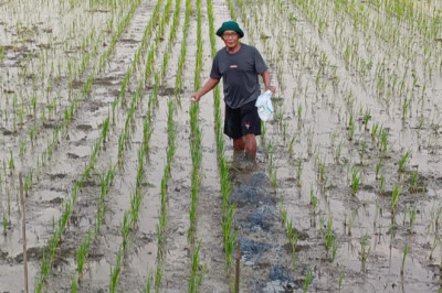Inovasi Berlanjut, Pemkot Semarang dan BRIN Tanam Padi Biosalin dengan Sistem Tabela