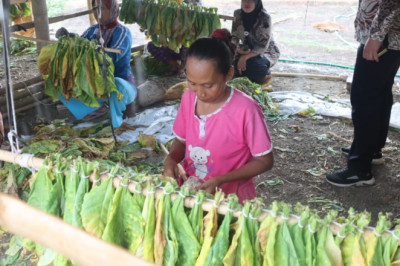 Tanam Tembakau, Tingkatkan Kesejahteraan Petani