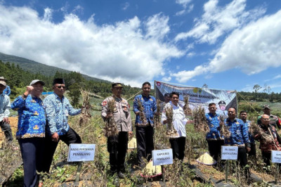 Kualitas Bawang Putih Pemalang Tak Kalah dari Produk Impor
