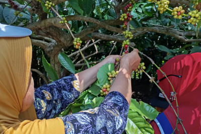 Minat Petani Jateng Budidayakan Tanaman Organik Makin Tinggi