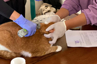 Layanan Vaksinasi Rabies Gratis di Blora