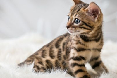 Mengenal Kucing Bengal: Karakteristik, Cara Merawat, dan Harga