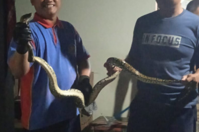 2024, Damkar Jepara Telah Tangani 63 Kasus Evakuasi Reptil