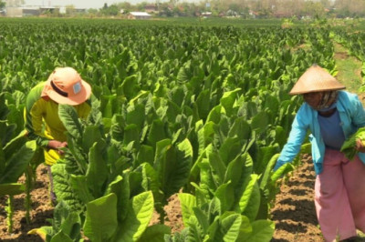 Angin Segar bagi Petani Tembakau, Varietas Srumpung juga Diserap PT Sadana