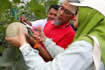 Generasi Muda Disorong Kembangkan Pertanian Modern