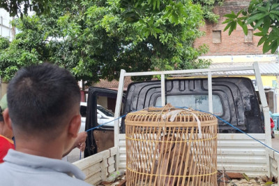 Damkar Jepara Evakuasi Monyet di Kabel Tegangan Tinggi