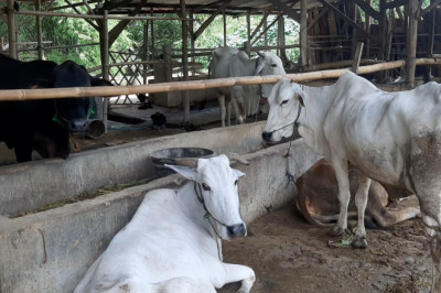 Pemkab Ambil Langkah Strategis Tangani PMK di Rembang