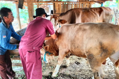 Pemkab Semarang dan Jepara Siapkan Langkah Atasi PMK