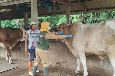 Cegah PMK, Pemkab Rembang Mulai Vaksinasi Sapi