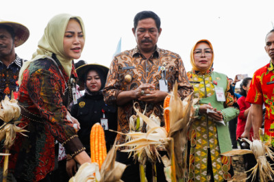 Panen Raya Jagung di Grobogan, Nana Sudjana Terus Dorong Swasembada Pangan