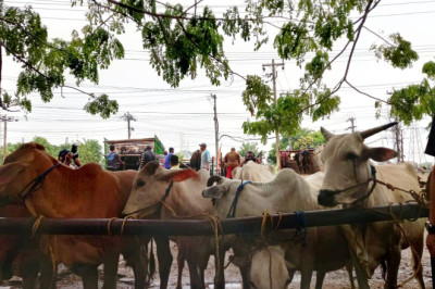 Cegah Penyebaran PMK, 5 Pasar Hewan di Sragen Ditutup Hingga Akhir Januari 2025