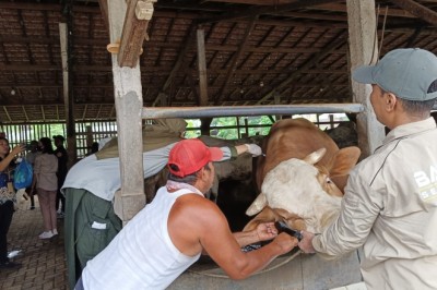 Kasus PMK di Jateng Melandai, Peternak Diimbau Tak Lena