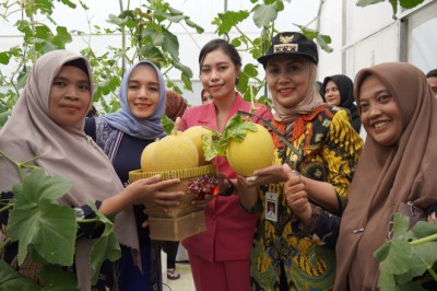 Kelompok Tani Desa Kalibareng Sukses Tamam Melon dengan Teknologi Modern
