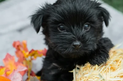 200+ Nama Anjing Jantan Keren dan Lucu Beserta Artinya