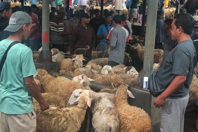 177 Petugas Awasi Penyembelihan Hewan Kurban di Temanggung