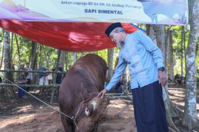 36 Sapi Kurban Presiden RI untuk Jateng, Sekda: Bentuk Apresiasi Peternak Lokal