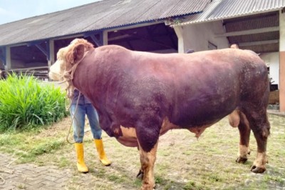 Berkualitas, Sapi Kurban Presiden RI dan Gubernur Jateng Hasil Inseminasi Buatan BIB Jawa Tengah