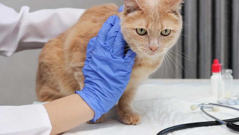 8 Rekomendasi Obat Jamur Kucing dan Cara Menghilangkannya