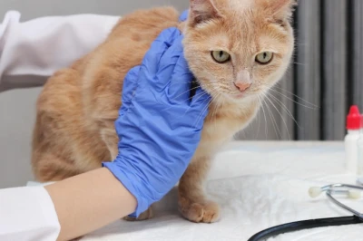 8 Rekomendasi Obat Jamur Kucing dan Cara Menghilangkannya