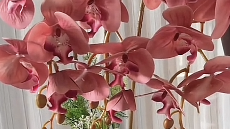 Bunga Anggrek Bahan Latek