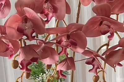 Bunga Anggrek Bahan Latek