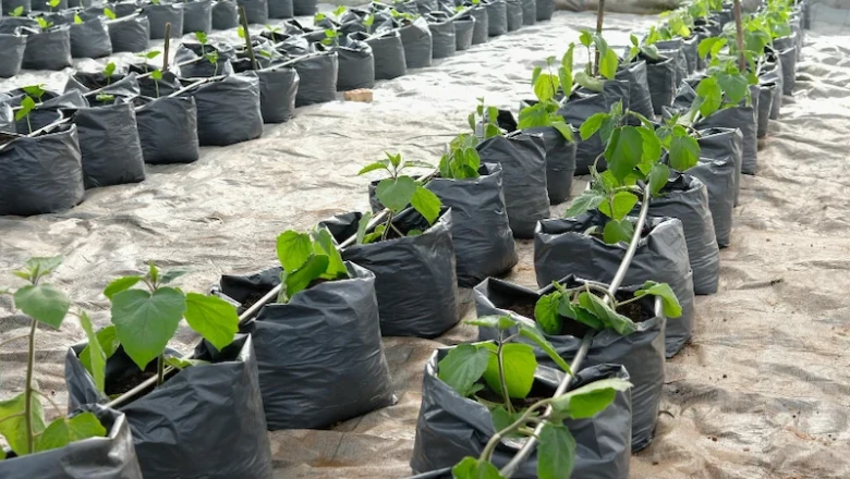 10 Cara Menanam Cabai di Polybag Agar Cepat Berbuah dan Lebat