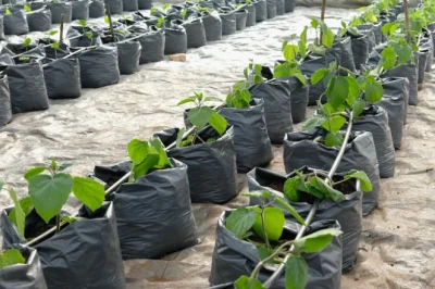 10 Cara Menanam Cabai di Polybag Agar Cepat Berbuah dan Lebat