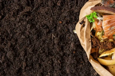 Cara Membuat Pupuk Organik Cair dari Limbah Rumah Tangga untuk Tanaman