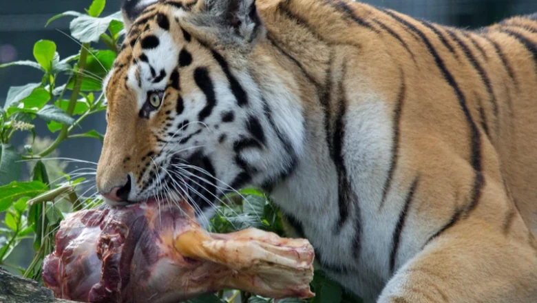 10 Hewan Pemakan Daging, Lengkap dengan Ciri dan Jenisnya!