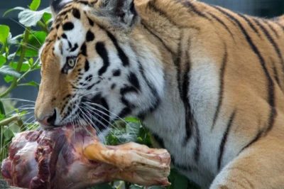 10 Hewan Pemakan Daging, Lengkap dengan Ciri dan Jenisnya!