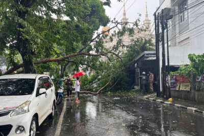 Pemkot Semarang Kembali Gerak Cepat Evakuasi Pohon Tumbang Akibat Cuaca Ekstrem