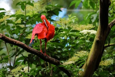 11 Perbedaan Sel Hewan dan Sel Tumbuhan Lengkap dengan Tabel