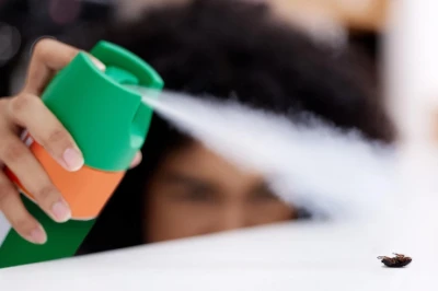 Cara Mengusir Lalat di Rumah yang Ampuh & Efektif, Terapkan!