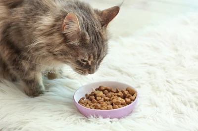 12 Makanan Kucing yang Bagus untuk Bulu dan Gemuk, Yuk Cek!